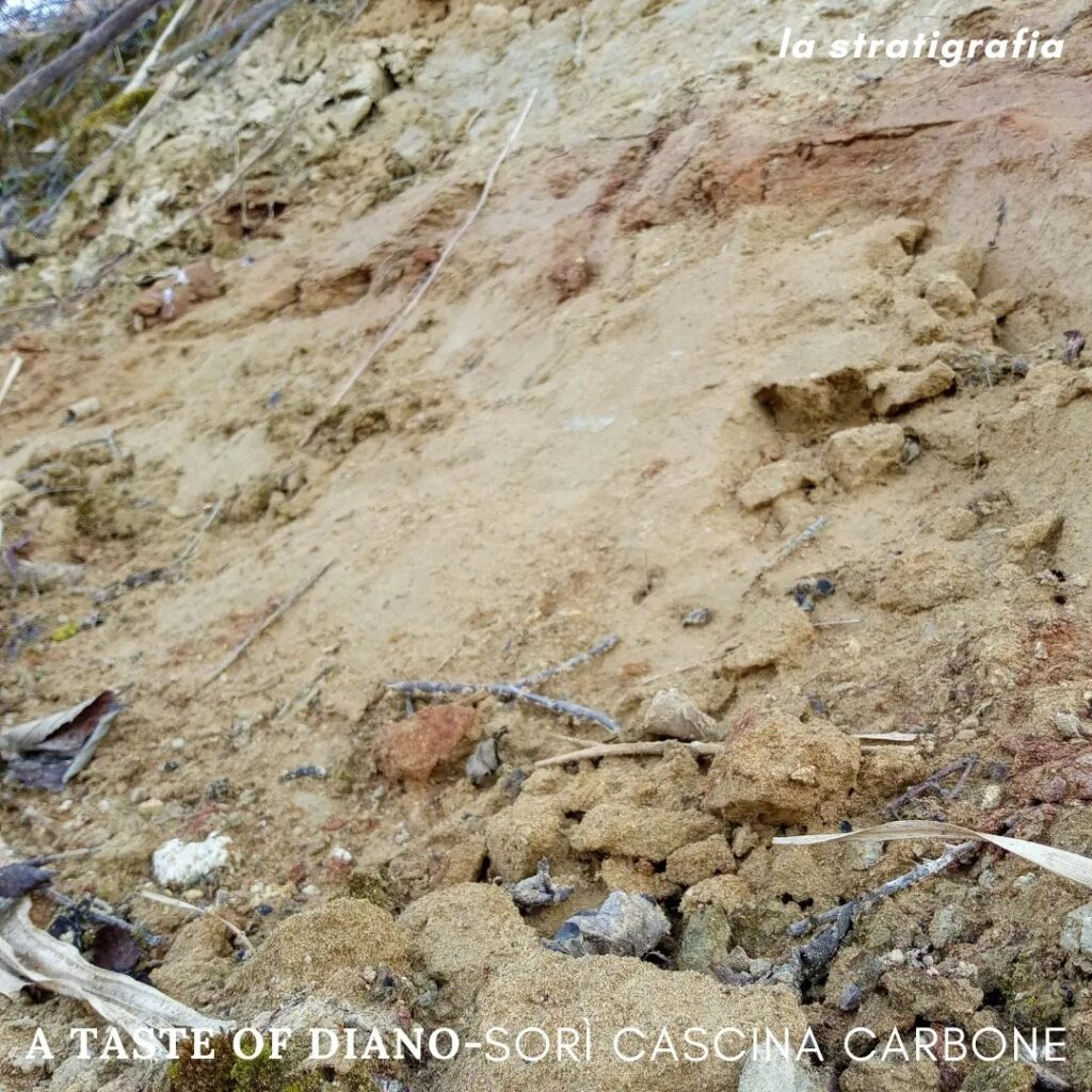 Diano Soils Cascina Carbone