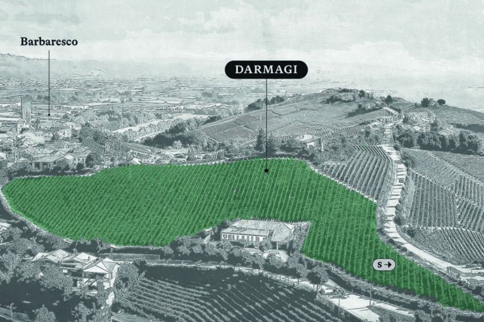 vinyeard Barbaresco